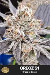 Oreoz S1 Femenized Cannabis Seeds - Seedlys US Seed Bank