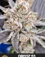 Oreoz S1 Femenized Cannabis Seeds - Seedlys US Seed Bank
