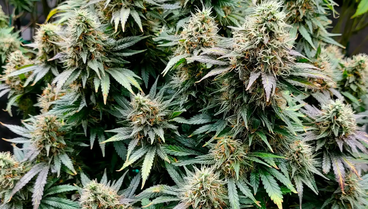 Seedlys Cannabis Seeds Growing