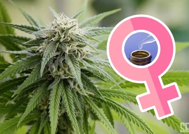 Making Feminized Seeds with Colloidal Silver - Seedlys