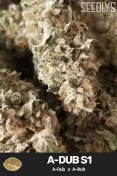 Adub S1 Feminized Cannabis Seeds - Seedlys Seed Bank USAf