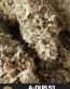 Adub S1 Feminized Cannabis Seeds - Seedlys Seed Bank USAf