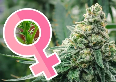 Best Feminized Cannabis Seeds of 2023 - Seedlys