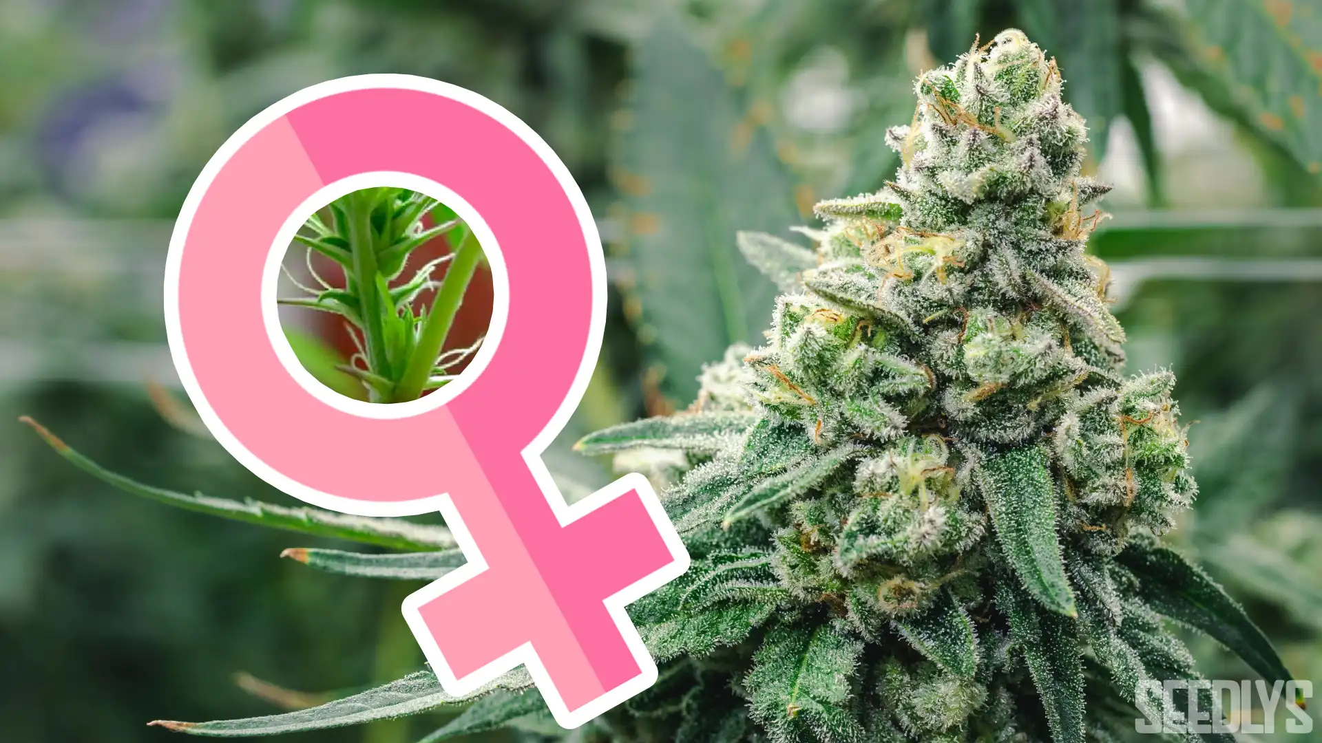 Best Feminized Cannabis Seeds of 2023 - Seedlys