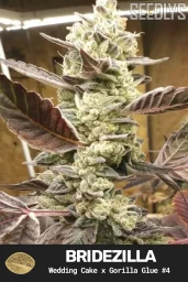 Bridezilla Feminized Cannabis Seeds - Seedlys Seed Bank USAf