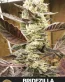 Bridezilla Feminized Cannabis Seeds - Seedlys Seed Bank USAf