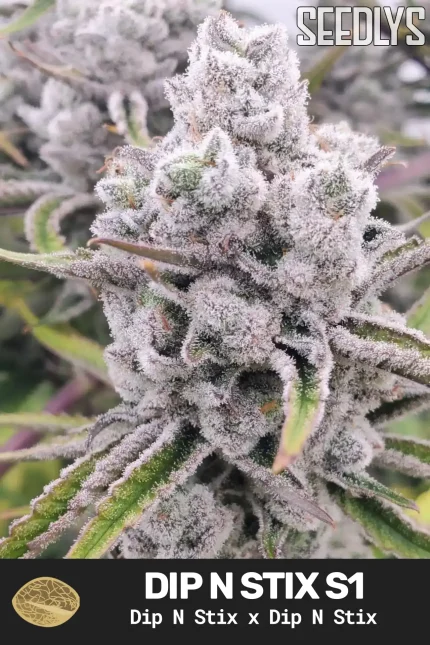 Dip N Stix S1 Feminized Cannabis Seeds - Seedlys USA