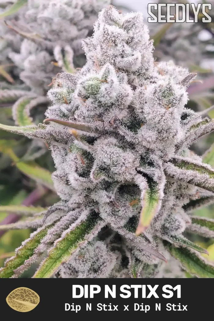 Dip N Stix S1 Feminized Cannabis Seeds - Seedlys USA