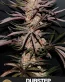 Dubstep Feminized Cannabis Seeds - Seedlys Seed Bank USAf