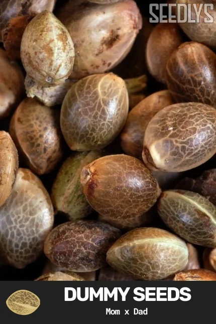 Dummy Seeds