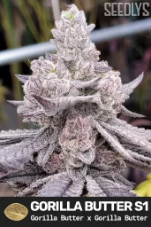 Gorilla Butter S1 Feminized Cannabis Seeds - Seedlys USA