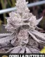 Gorilla Butter S1 Feminized Cannabis Seeds - Seedlys USA
