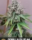 Gorilla Glue #4 - Seedlys Cannabis Seed Bank