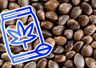 How Many Seeds in a Pack? - 2023 - Seedlys Seed Bank USA