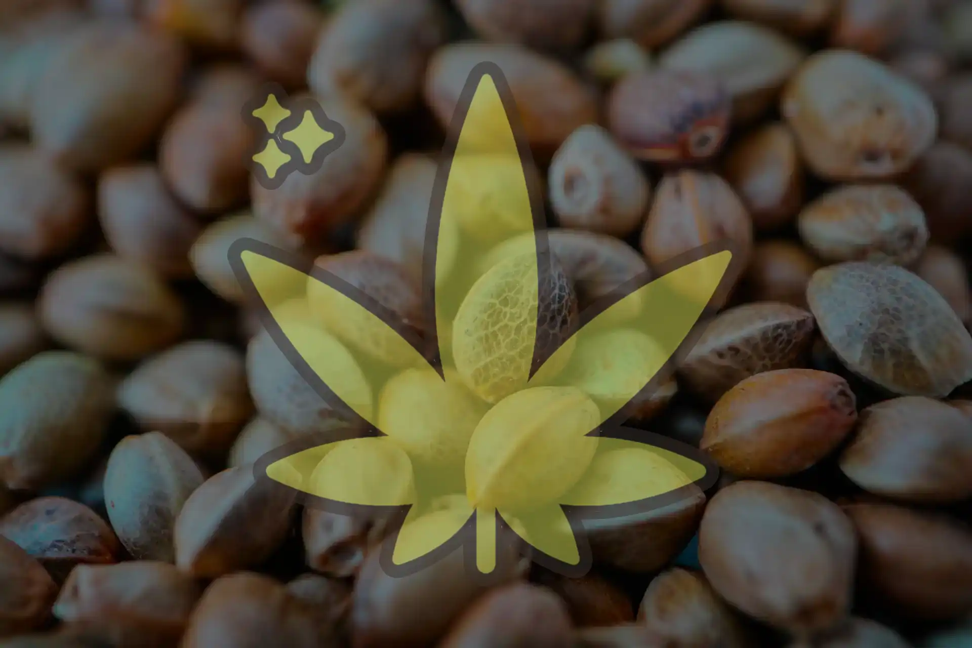Hybrid Cannabis Seeds - Buy Online Seedlys USA