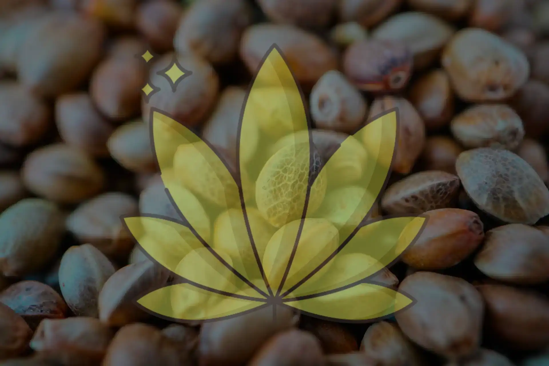 Indica Cannabis Seeds - Buy Online Seedlys USA
