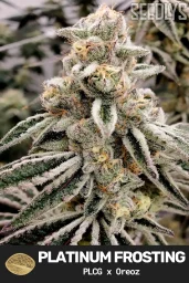Platinum Frosting Feminized Cannabis Seeds - Seedlys