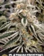 Platinum Frosting Feminized Cannabis Seeds - Seedlys