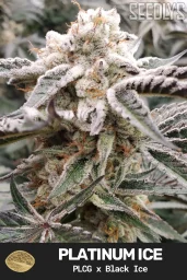 Platinum Ice Feminized Cannabis Seeds - Seedlys Seed Bank USAf