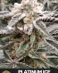 Platinum Ice Feminized Cannabis Seeds - Seedlys Seed Bank USAf