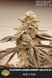 Platinum Lemon Cherry Gelato S1 - Feminized Cannabis Seeds