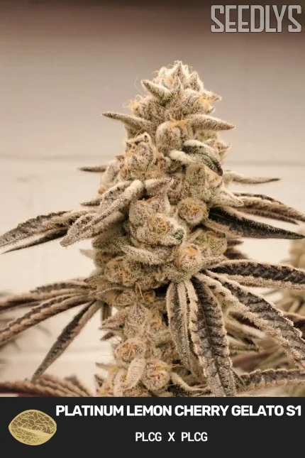 Platinum Lemon Cherry Gelato S1 - Feminized Cannabis Seeds