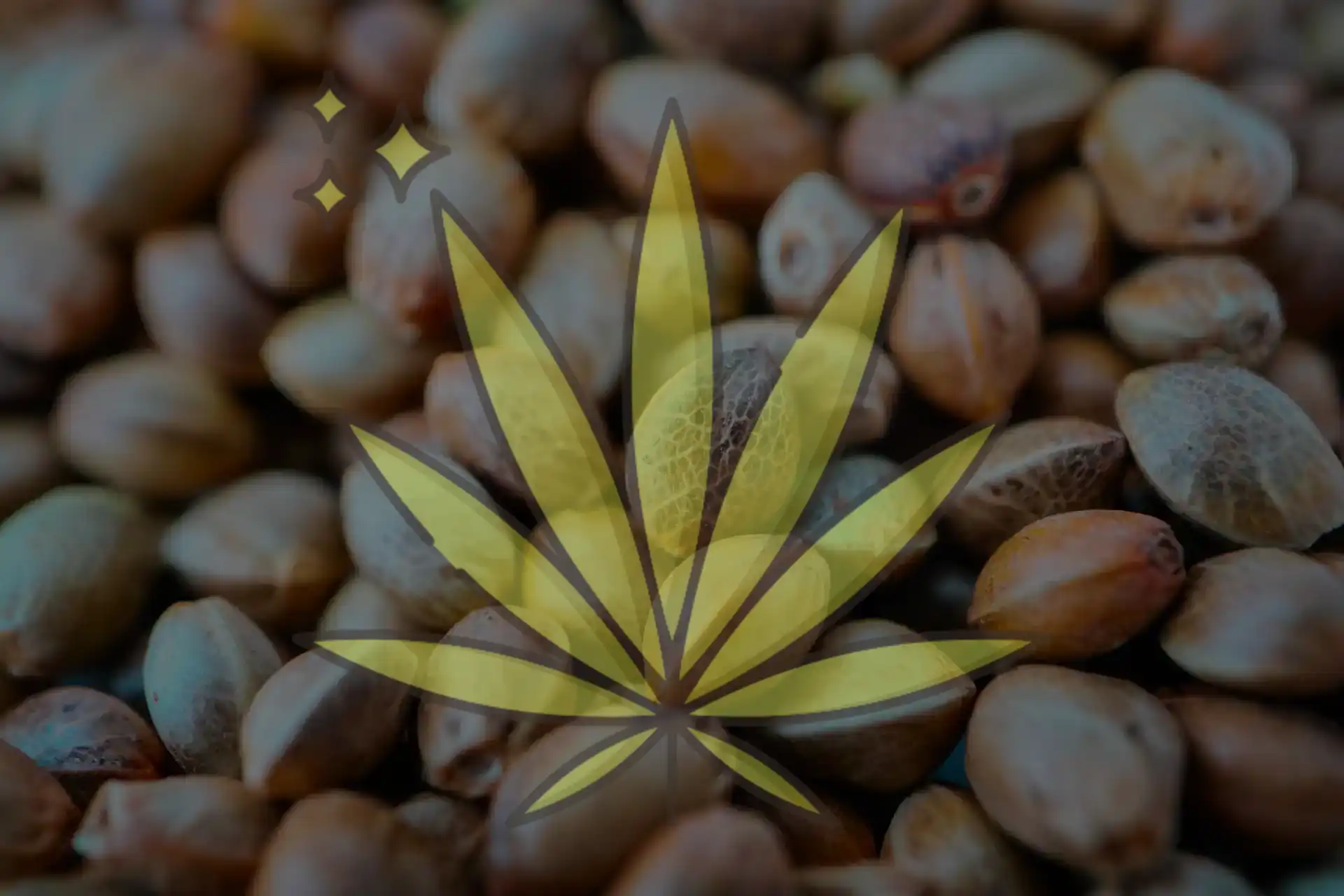 Sativa Cannabis Seeds - Buy Online Seedlys USA