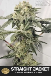 STraight Jacket Feminized Cannabis Seeds - Seedlys Seed Bank USA