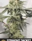 STraight Jacket Feminized Cannabis Seeds - Seedlys Seed Bank USA