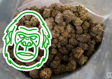 GG4 Threats & BS - Seedlys