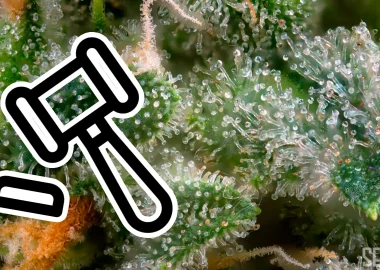 Seedlys Reverse Auctions Updates - Trichomes