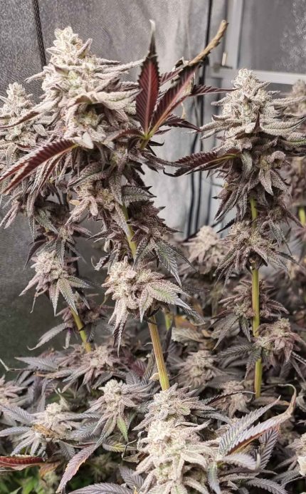 Mile High Glue