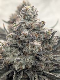 Devil's Cake Cannabis - Seedlys Seed Bank