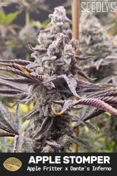 Apple Stomper Female Cannabis Seeds - Seedlys Seed Bank USA