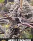 Apple Stomper Female Cannabis Seeds - Seedlys Seed Bank USA