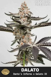 Dalato Feminized Cannabis Seeds - Seedlys Seed Bank USA