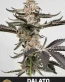 Dalato Feminized Cannabis Seeds - Seedlys Seed Bank USA