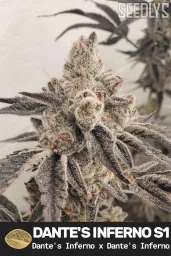 Dante's Inferno Feminized Cannabis Seeds - Seedlys Seed Bank