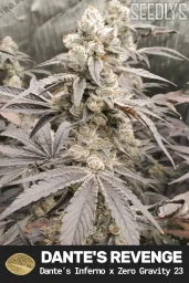 Dante's Revenge Feminized Cannabis Seeds - Seedlys USA