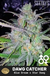 Dawg Catcher Regular Cannabis Seeds - Dreamcatcher Seeds - Seedlys USA Seed Bank