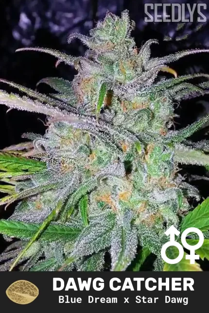 Dawg Catcher Regular Cannabis Seeds - Dreamcatcher Seeds - Seedlys USA Seed Bank