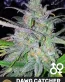 Dawg Catcher Regular Cannabis Seeds - Dreamcatcher Seeds - Seedlys USA Seed Bank