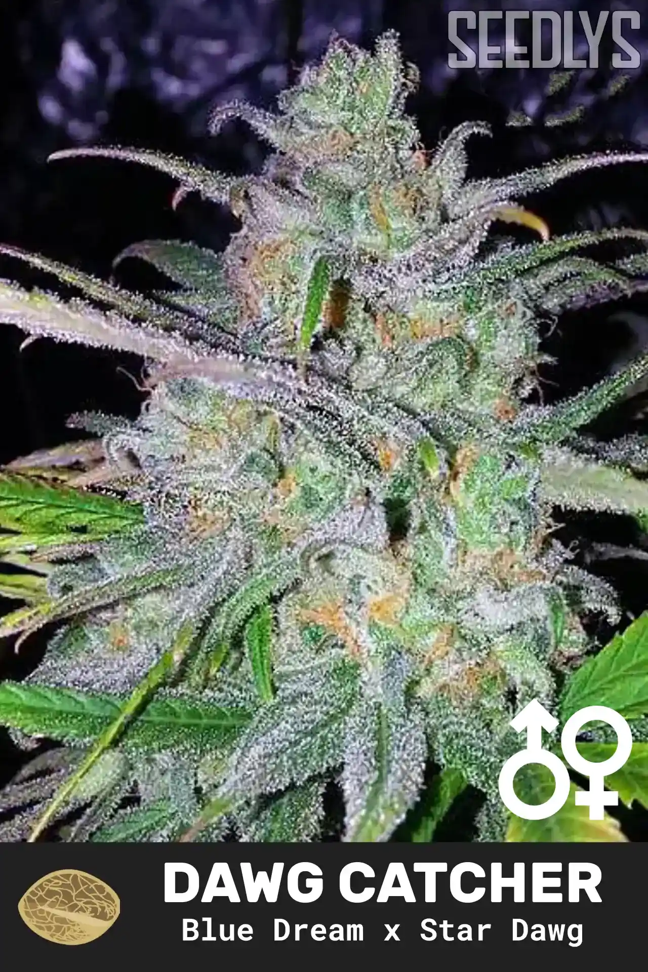 Dawg Catcher Regular Cannabis Seeds - Dreamcatcher Seeds - Seedlys USA Seed Bank