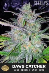 Dawg Catcher Regular Cannabis Seeds - Dreamcatcher Seeds - Seedlys USA Seed Bank