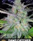 Dawg Catcher Regular Cannabis Seeds - Dreamcatcher Seeds - Seedlys USA Seed Bank