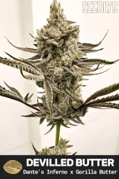 Devilled Butter Female Cannabis Seeds - Seedlys USA