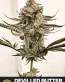 Devilled Butter Female Cannabis Seeds - Seedlys USA