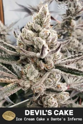 Devil's Cake Feminized Cannabis Seeds - Seedlys USA