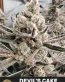 Devil's Cake Feminized Cannabis Seeds - Seedlys USA