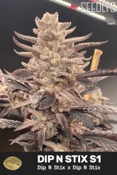 Dip N Stix S1 Feminized Cannabis Seeds